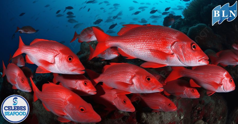 Here are Reasons Why Demersal Fish are Popular For Export Abroad